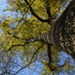 La Spontanea Maestà