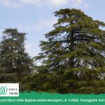 Nel Cuore Verde dei Boschi di Carrega - Cedri dell'Himalaya e dell'Atlante