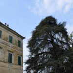 Nel Cuore Verde dei Boschi di Carrega - Libocedro