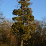 Nel Cuore Verde dei Boschi di Carrega - Cedro del Libano