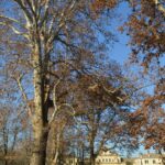 Pedalando tra i Giganti Verdi di Parma - Parco Ducale