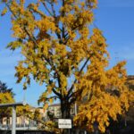 Pedalando tra i Giganti Verdi di Parma - Stazione