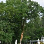 I Segreti Verdi di Villa Malenchini - Quercia