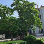 I Segreti Verdi di Villa Malenchini - Paulownia