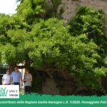 I Segreti Verdi di Villa Malenchini - Glicine