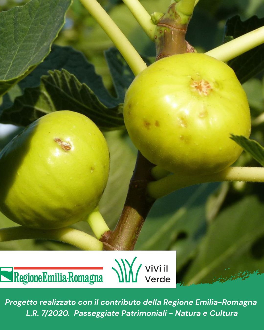 EPISODIO 3 - Gli alberi monumentali da frutto